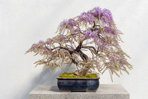 Kit bonsai - Kit de crestere Wisteria - FIXXIA-52954984