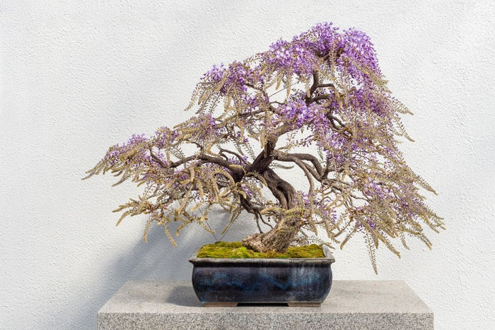 Kit de cultivare bonsai Wisteria