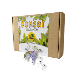 Kit bonsai - Kit de crestere Wisteria - FIXXIA-52954984