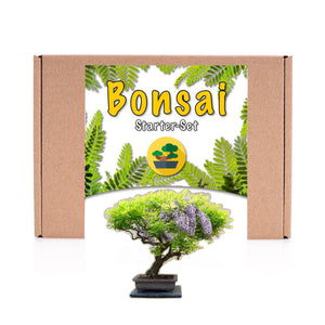 Kit bonsai - Kit de crestere Wisteria - FIXXIA-52954984