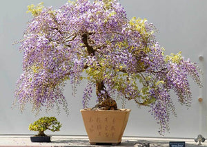 Kit bonsai - Kit de crestere Wisteria - FIXXIA-52954984