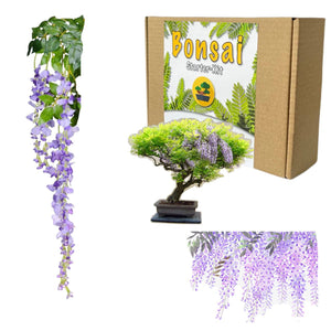 Kit bonsai - Kit de crestere Wisteria - FIXXIA-52954984