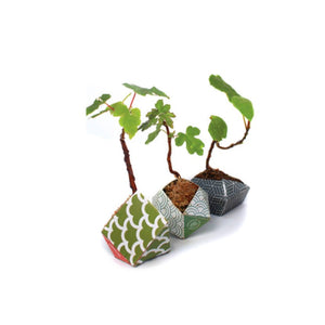 Kit de crestere plante Japan - Bonsai Pot Plant - FIXXIA-257843212